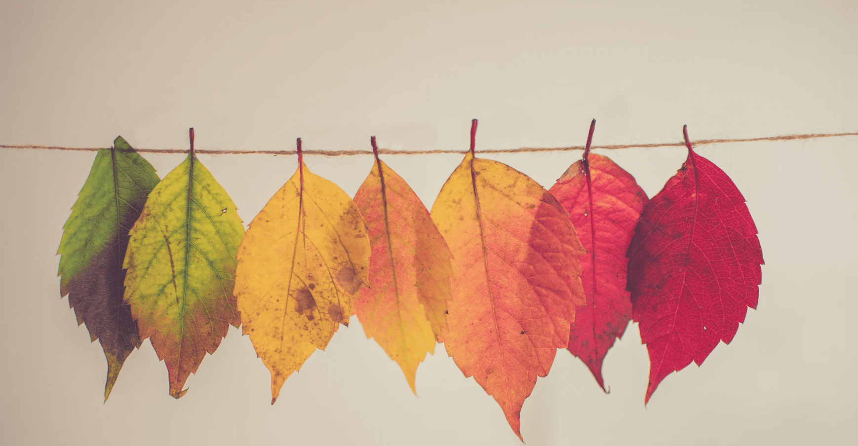 An array of different leaves for company culture building.